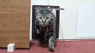 【猫旅館】朝5時から9時まで猫が交代で起こしに来る…尊すぎるモーニングサービスｗ□