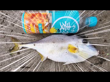 雀botが釣った魚を料理して食べる動画　＃３　ギマ刺しと煮付け