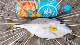 雀botが釣った魚を料理して食べる動画　＃３　ギマ刺しと煮付け