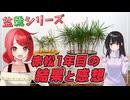 【盆栽シリーズ】赤松を1年育てた結果と感想