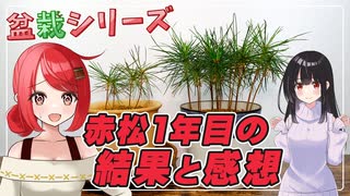 【盆栽シリーズ】冬の対策＋赤松を1年育てた結果と感想