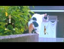 塀の上の三毛猫とコマネチ