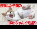 出遅れ子猫、負傷でイモ返りする