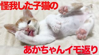 出遅れ子猫、負傷でイモ返りする