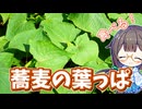 夏でも元気な"野生蕎麦"の葉っぱを食べる！【シャクチリソバ】