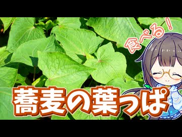 夏でも元気な"野生蕎麦"の葉っぱを食べる！【シャクチリソバ】