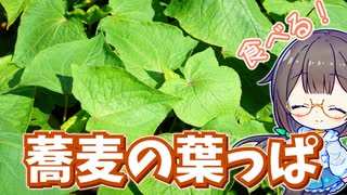 夏でも元気な"野生蕎麦"の葉っぱを食べる！【シャクチリソバ】
