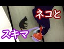 【第17回東方ニコ童祭】ネコとスキマ【東方MMD】