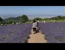 札幌の「幌見峠ラベンダー園」で、紫色のじゅうたんを鑑賞 - 2025年7月12日 (Full HD)