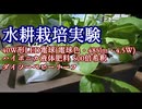【タイムラプス】低消費電力LED電球で水耕栽培実験　その４(40W形電球色：4.5W)