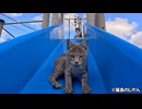 僕らも遊具で遊んじゃうよ！