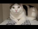 洗濯物干すの応援してくれる