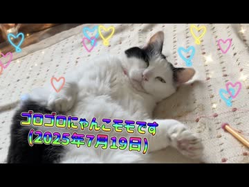 ゴロゴロにゃんこモモです(2025年7月19日)