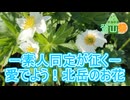 【ニコニコ登山祭】－素人同定が征く－愛でよう！北岳の花【リアル登山アタック】
