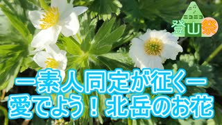 【ニコニコ登山祭】－素人同定が征く－愛でよう！北岳の花【リアル登山アタック】