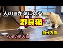 食い意地…【野良猫】