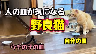 食い意地…【野良猫】