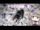 【お散歩】クワクワ動画（夏）