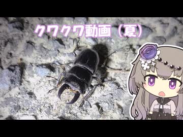 【お散歩】クワクワ動画（夏）