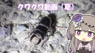 【お散歩】クワクワ動画（夏）