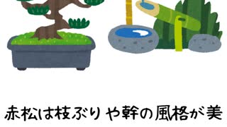 赤松の雑学