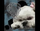 #001　噛み犬むぅ