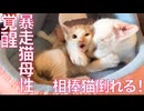 オス猫母性、相棒猫のピンチで覚醒する