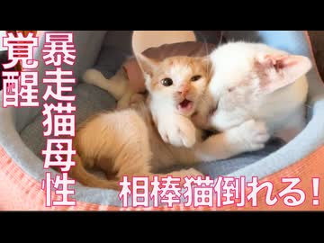 オス猫母性、相棒猫のピンチで覚醒する