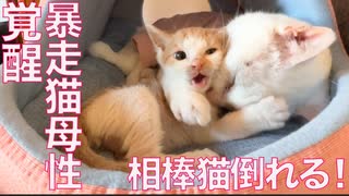 オス猫母性、相棒猫のピンチで覚醒する