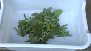 アイスプラント：収穫　7月18日(金)