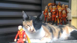 三毛猫とサイボーグたち？