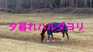 夕暮れハルダヨリ
