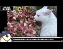 【お写んぽ！】紫陽花 あじさい アジサイ