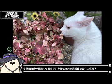 【お写んぽ！】紫陽花 あじさい アジサイ