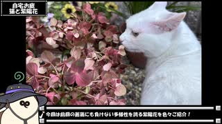 【お写んぽ！】紫陽花 あじさい アジサイ