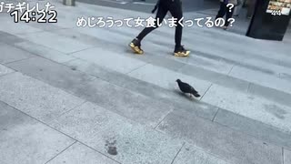 ぜんかちゃん「めじろうは女しか喰ってない…」