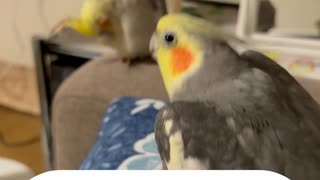 ぴっぴに負けた〜□□