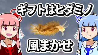 【ウミウシ解説】ギフトはヒダミノ　風まかせ【琴葉姉妹の磯遊び】