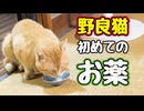 あまりにも酷かったので…【野良猫】