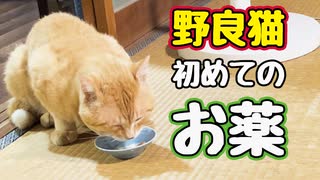 あまりにも酷かったので…【野良猫】