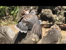 7月の生き物とスズメたち