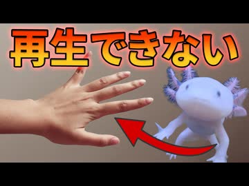 人間が四肢を再生できない理由【解説動画】