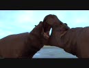 AFRIKA「カバのけんか」