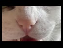 リンゴとモモコ