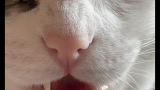 リンゴとモモコ
