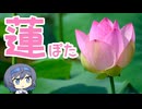 蓮ぽた