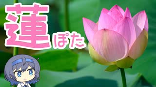 蓮ぽた