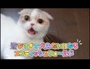 遊びすぎて犬みたいになる子猫【スコティッシュフォールド】