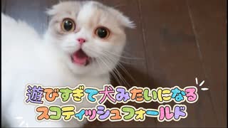 遊びすぎて犬みたいになる子猫【スコティッシュフォールド】