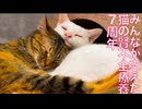 腎不全のウチューネコ、みんなが支えて療養7周年